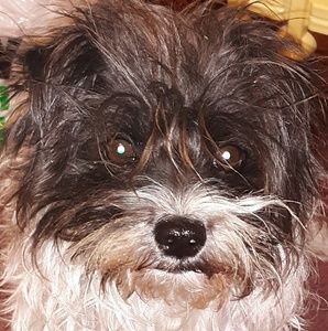 Meet your Posher, Autumn